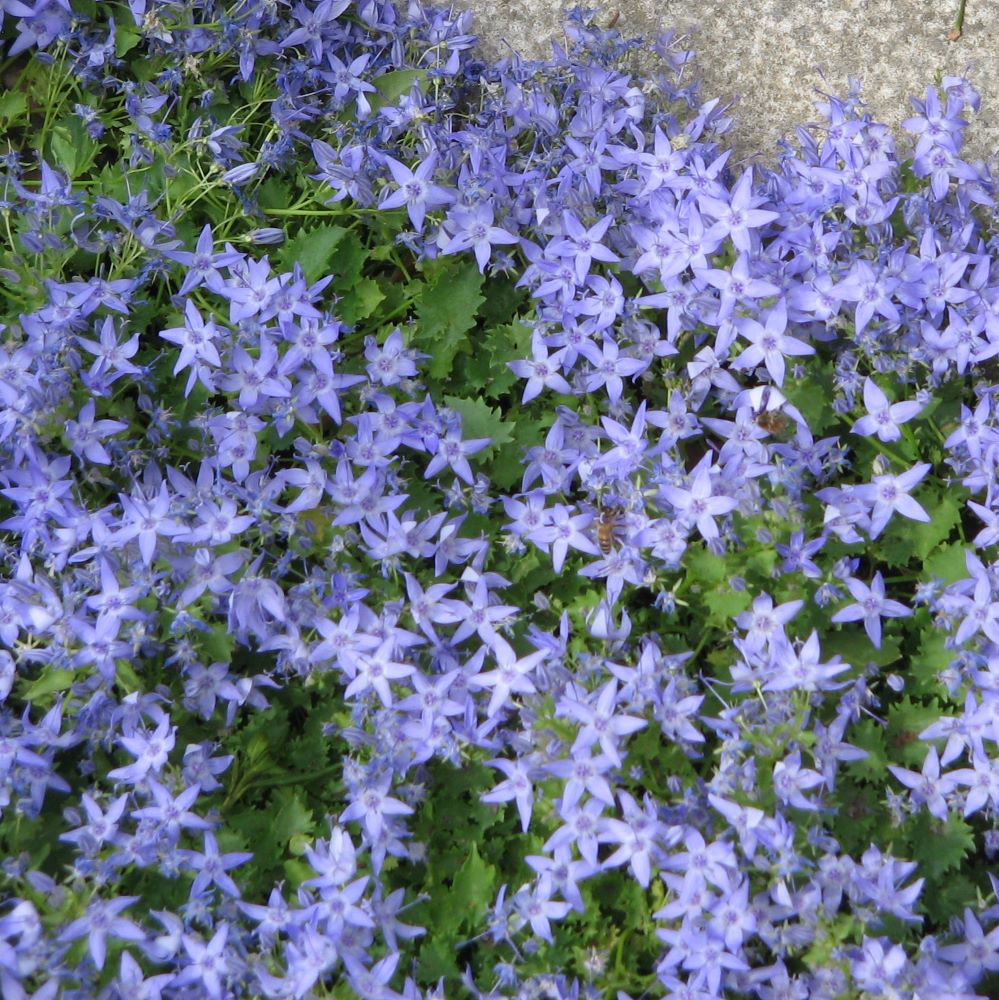 Garganói harangvirág (Campanula garganica)