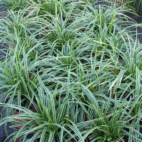 Tarka sás (Carex morrowii 'Ice Dance')