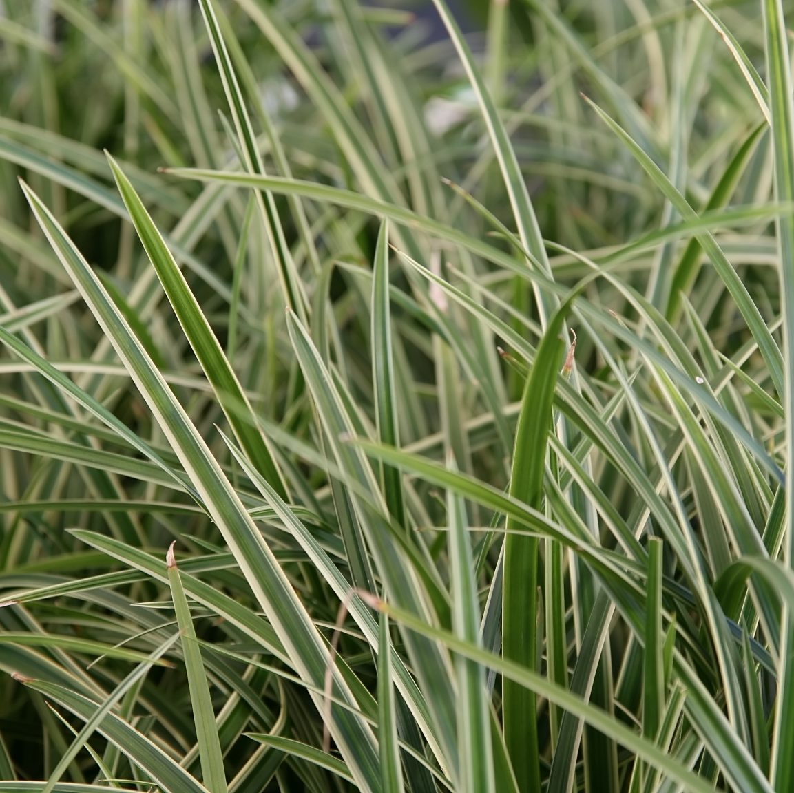 Tarka sás (Carex morrowii 'Ice Dance')