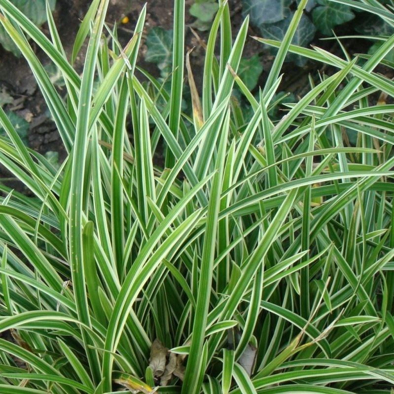 Tarka sás (Carex morrowii 'Ice Dance')