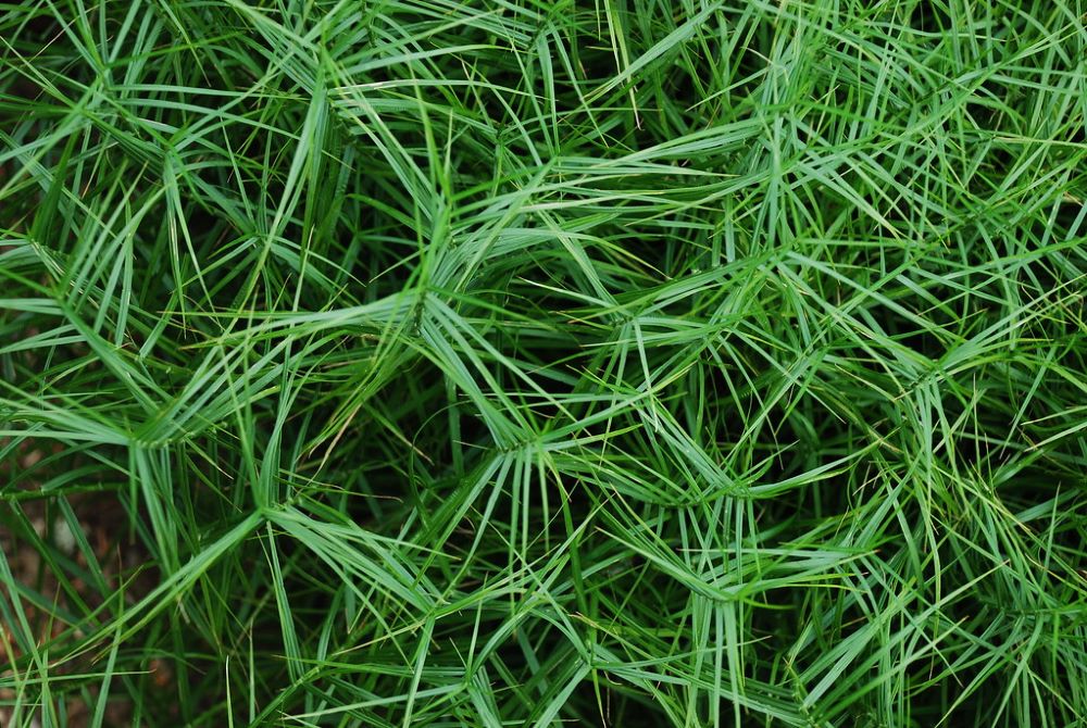 Pálmalevelű sás (Carex muskingumensis 'Little Midge')