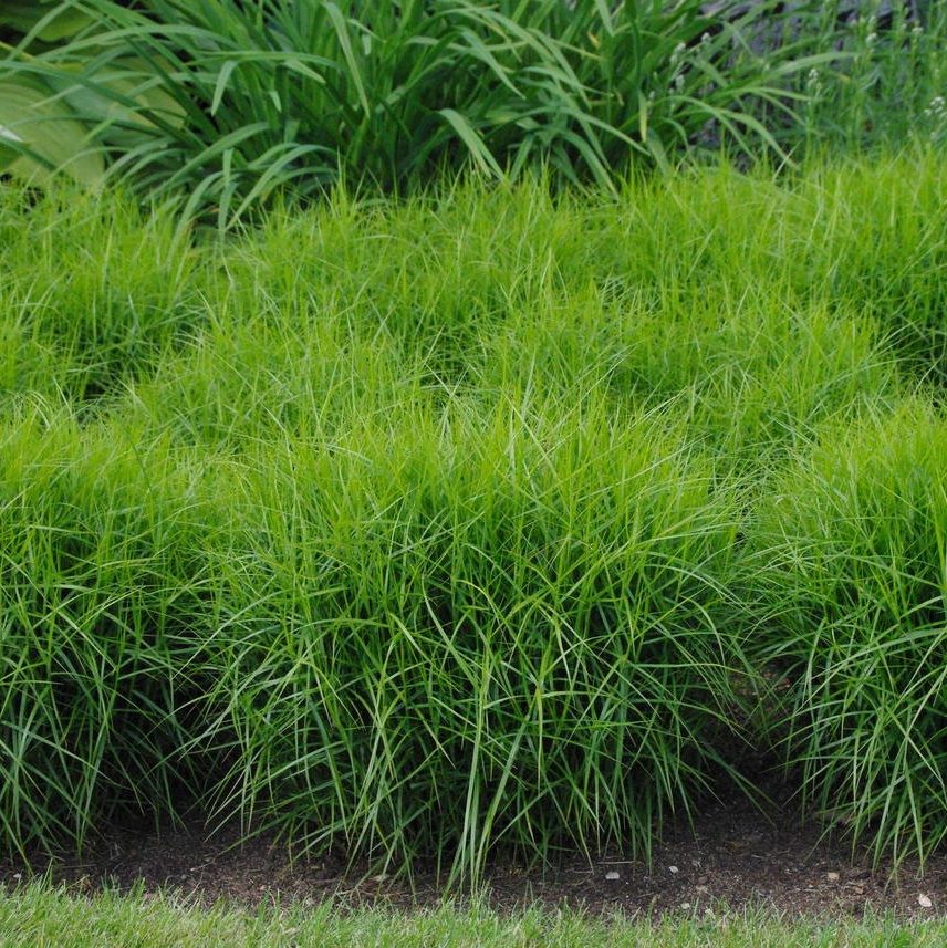 Pálmalevelű sás (Carex muskingumensis 'Little Midge')