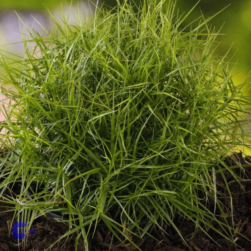 Pálmalevelű sás (Carex muskingumensis 'Little Midge')