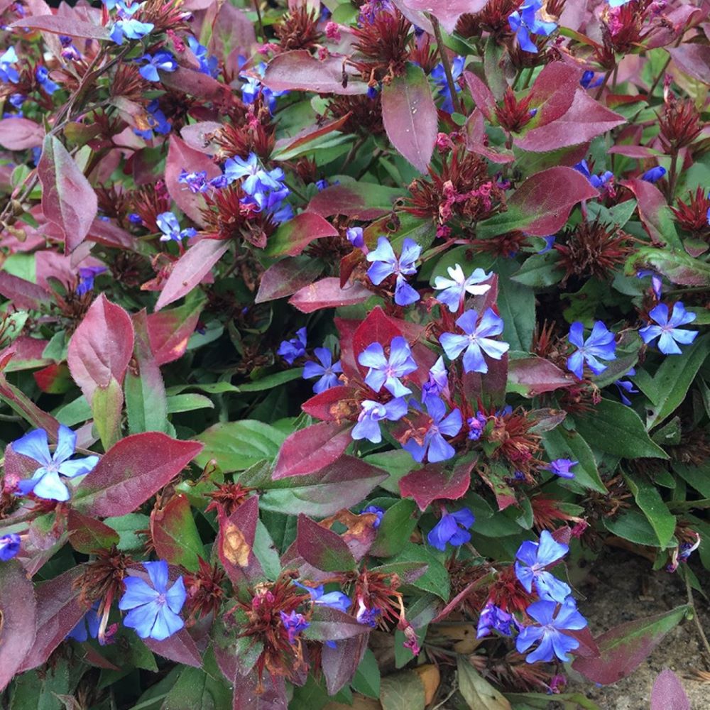Tarackoló kékgyökér (Ceratostigma plumbaginoides)