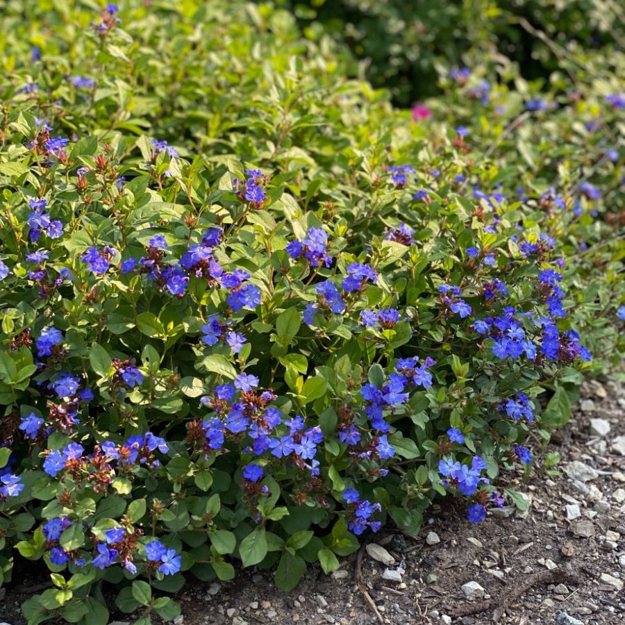 Tarackoló kékgyökér (Ceratostigma plumbaginoides)