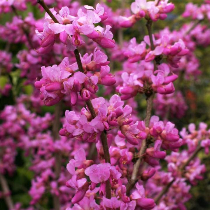 Júdásfa (Cercis chinensis 'Avondale')