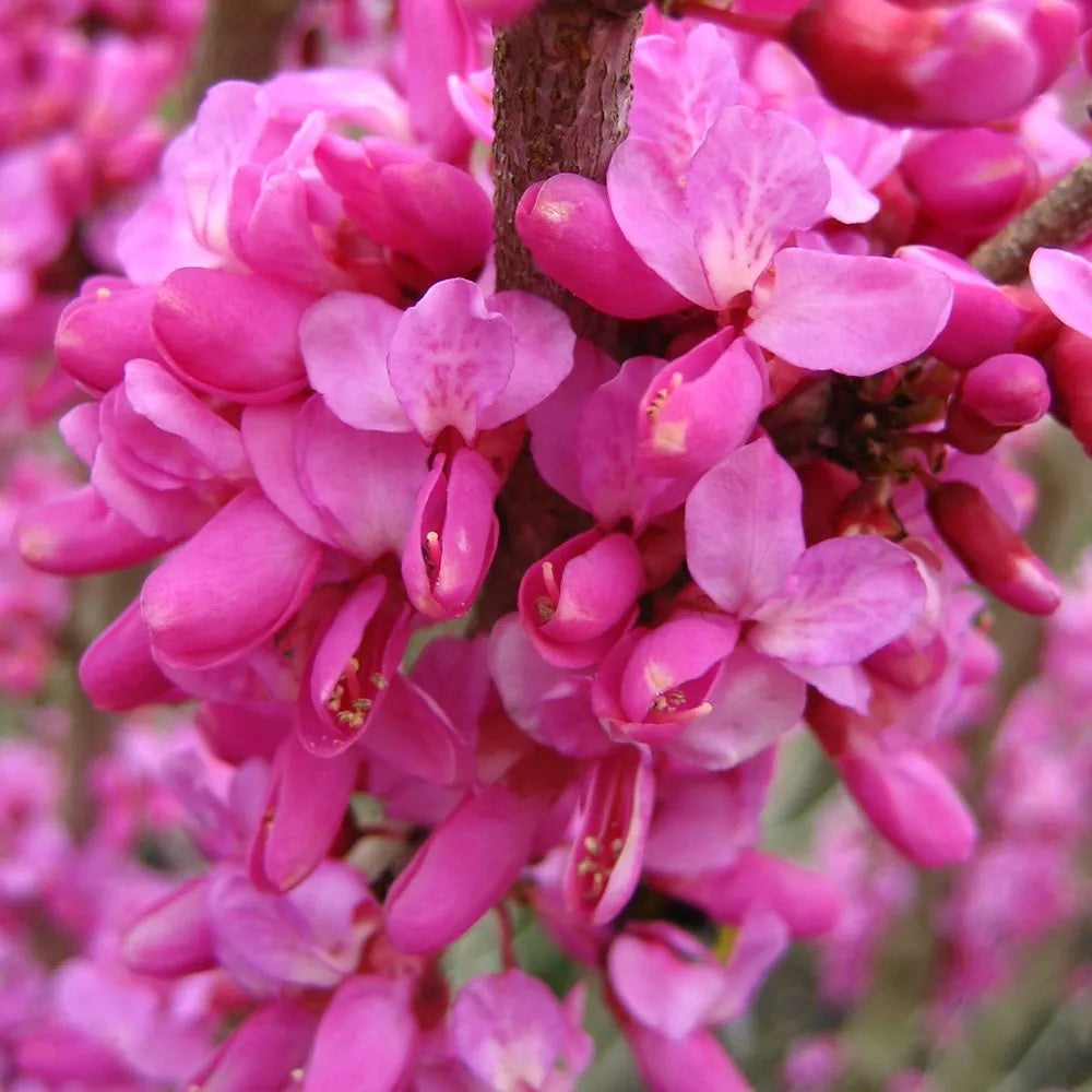 Júdásfa (Cercis chinensis 'Avondale')
