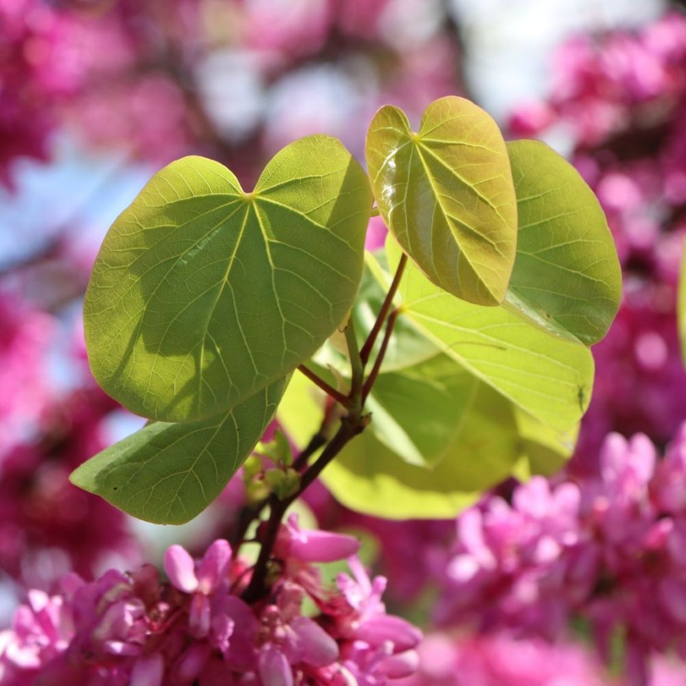 Júdásfa (Cercis chinensis 'Avondale')