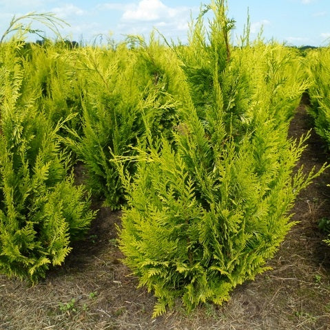 Oregoni hamisciprus (Chamaecyparis lawsoniana 'Ivonne' ('Yvonne'))