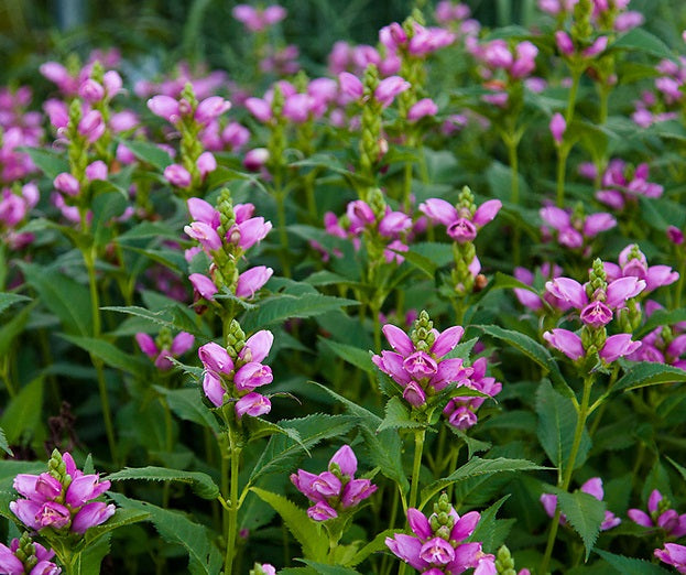 Csinos gerlefej (Chelone obiliqua)