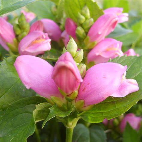Csinos gerlefej (Chelone obiliqua)