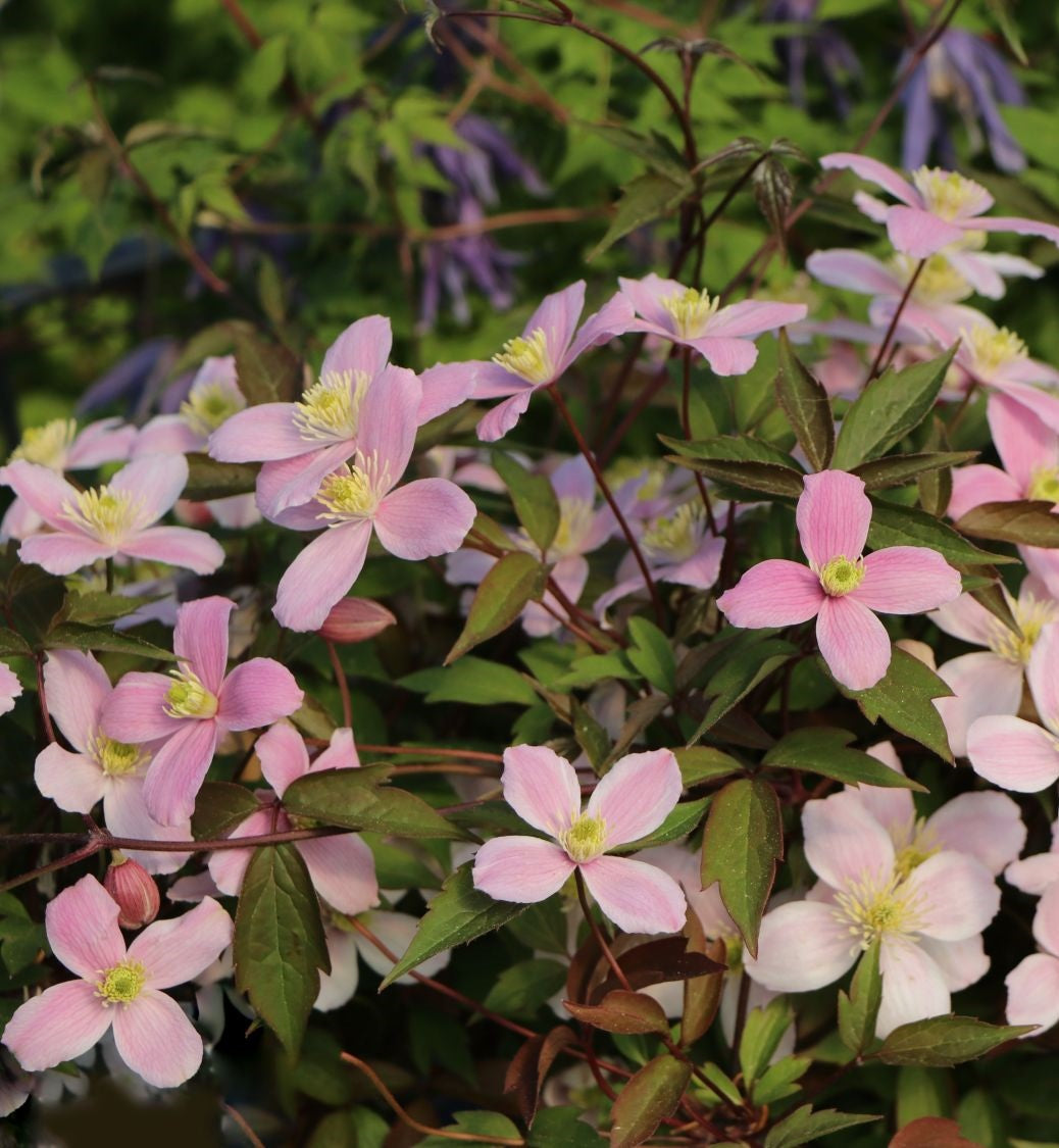 Iszalag (Clematis montana 'Rubens')