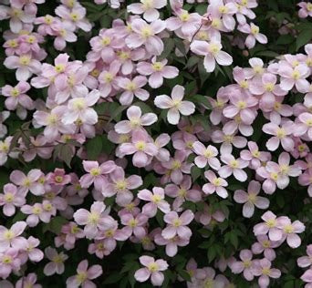 Iszalag (Clematis montana 'Rubens')