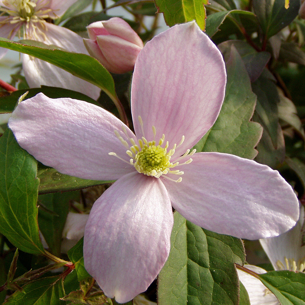 Iszalag (Clematis montana 'Rubens')