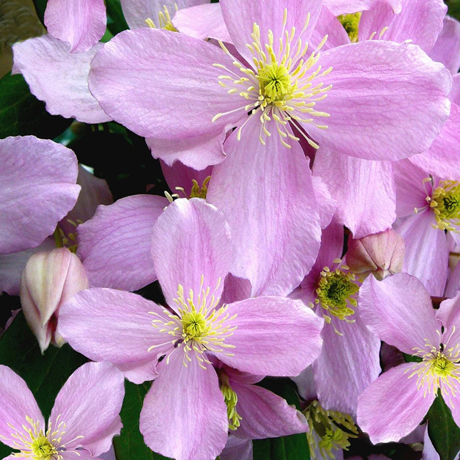 Iszalag (Clematis montana 'Rubens')