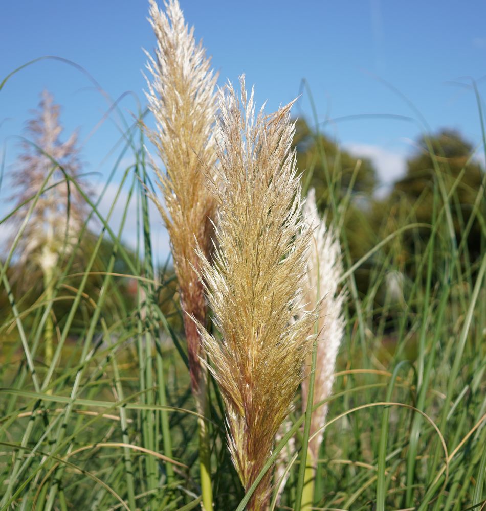 Ezüstös pampafű (Cortaderia selloana)