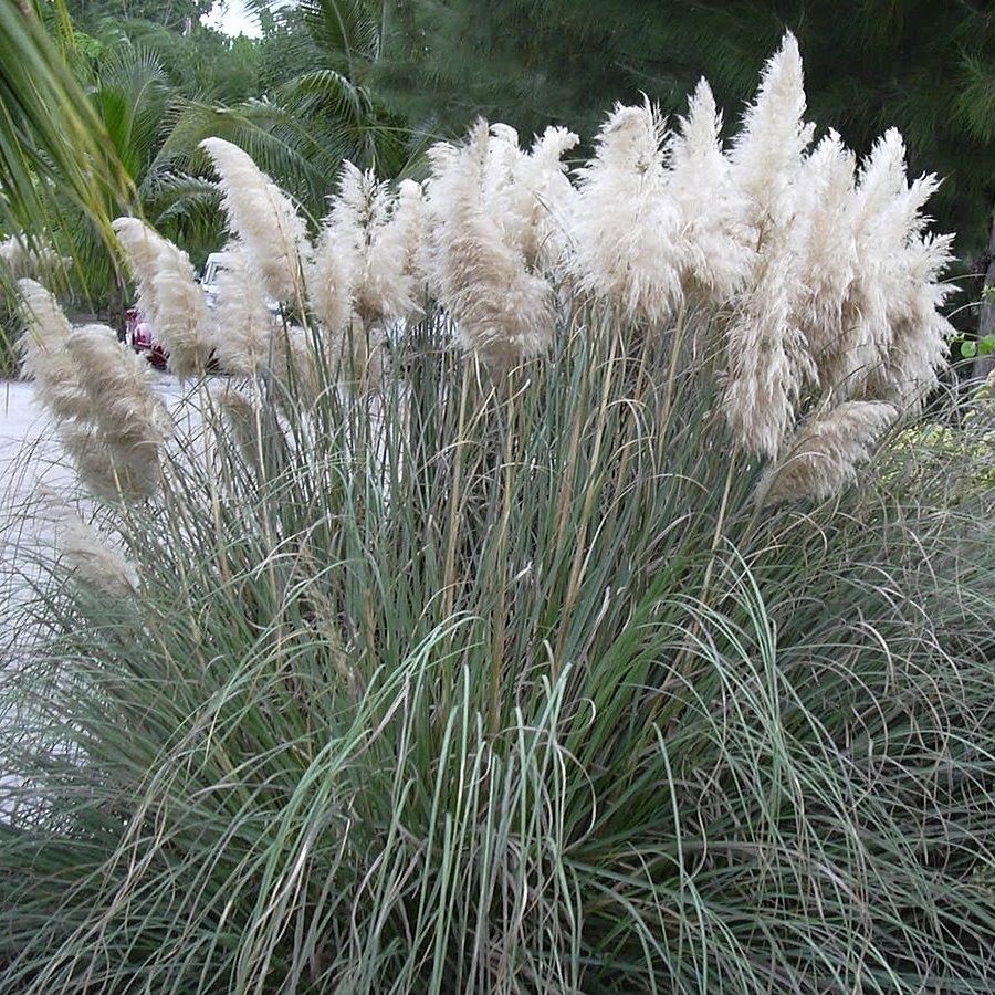 Ezüstös pampafű (Cortaderia selloana)