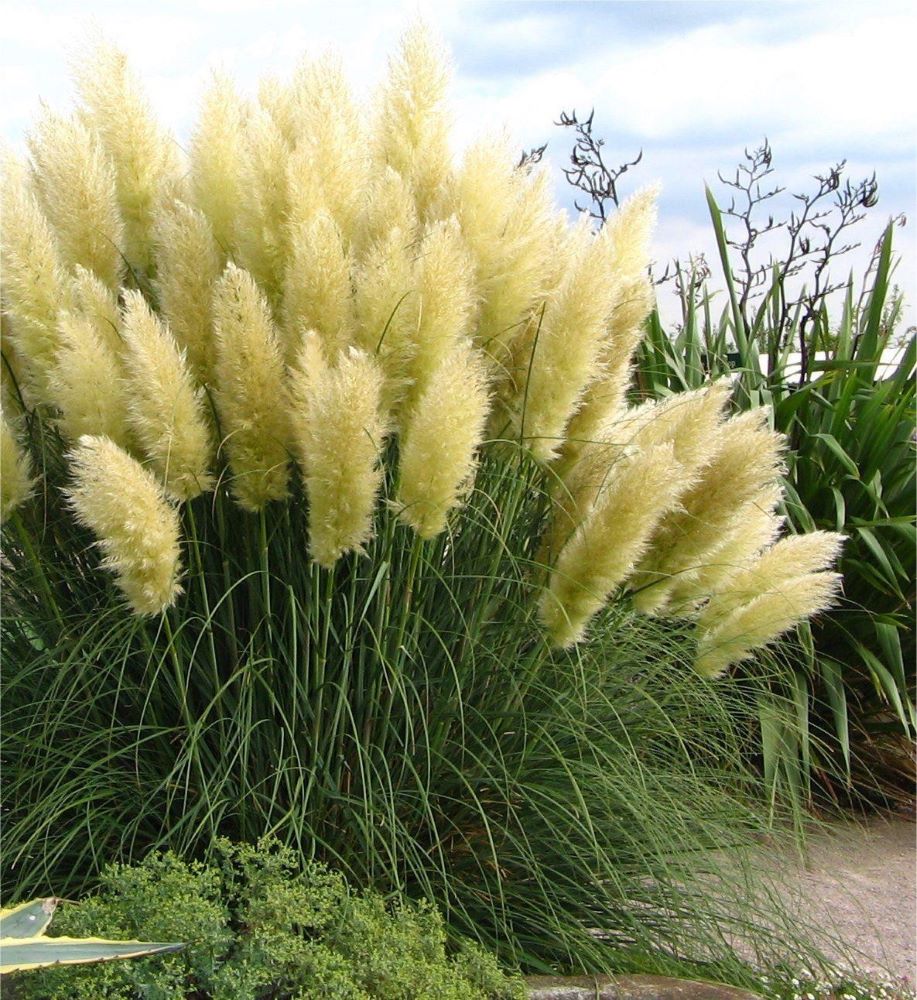 Ezüstös pampafű (Cortaderia selloana 'White Feather')