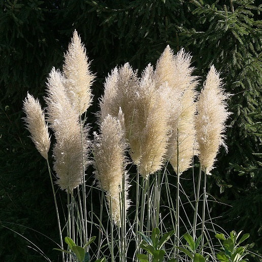 Ezüstös pampafű (Cortaderia selloana 'White Feather')