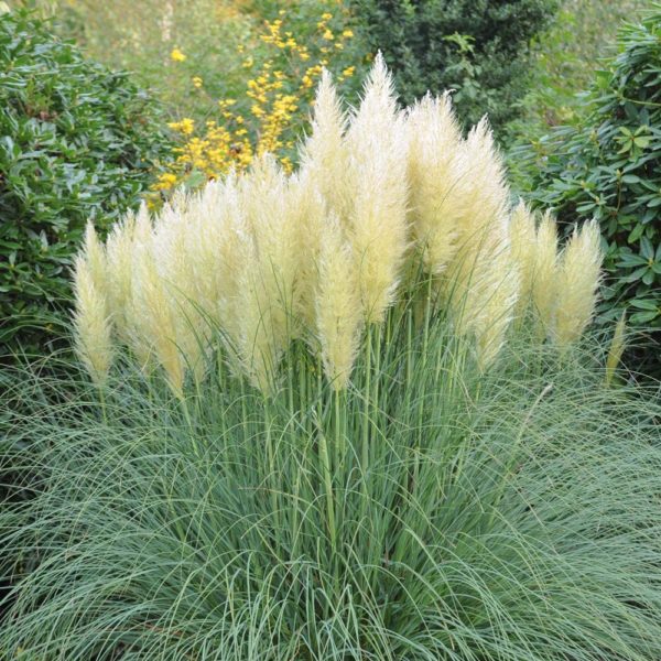Ezüstös pampafű (Cortaderia selloana 'White Feather')