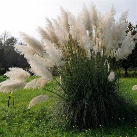 Ezüstös pampafű (Cortaderia selloana 'White Feather')