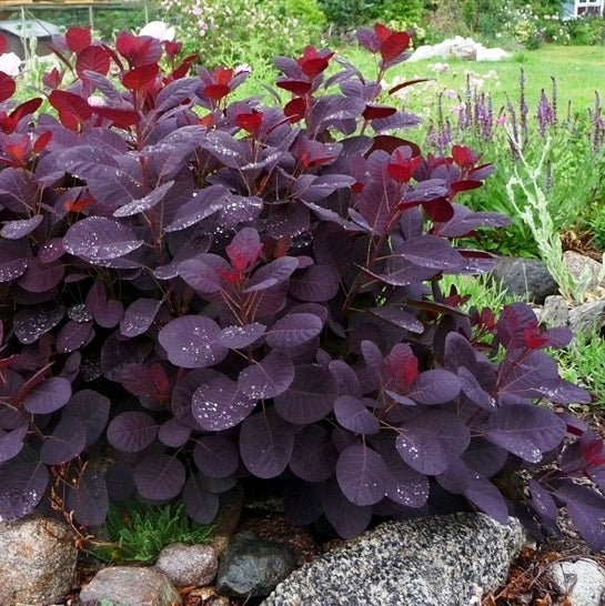 Cserszömörce (Cotinus coggygria 'Lilla')