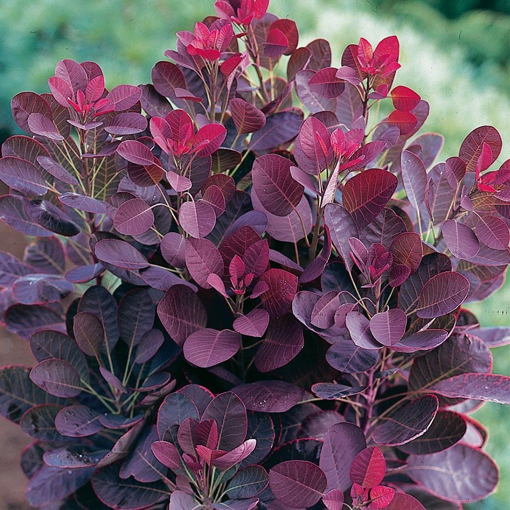 Cserszömörce (Cotinus coggygria 'Lilla')