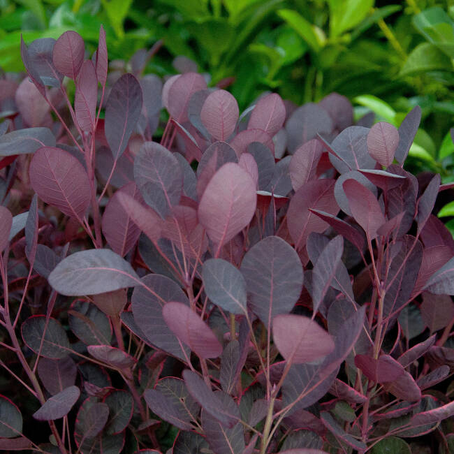 Cserszömörce (Cotinus coggygria 'Lilla')