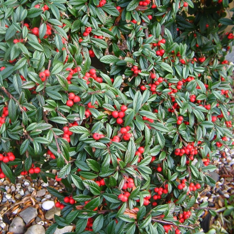 Fűzlevelű madárbirs (Cotoneaster salicifolius 'Herbstfeuer')