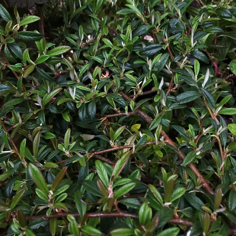 Fűzlevelű madárbirs (Cotoneaster salicifolius 'Herbstfeuer')