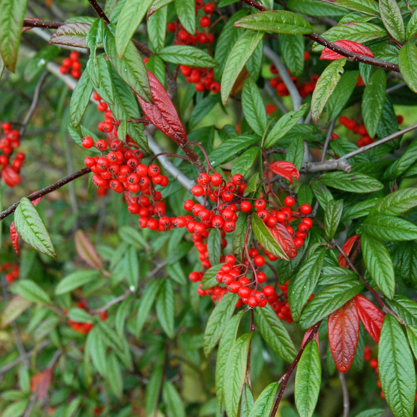 Fűzlevelű madárbirs (Cotoneaster salicifolius 'Herbstfeuer')