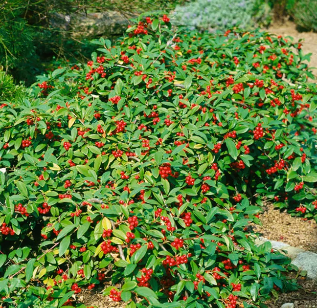 Fűzlevelű madárbirs (Cotoneaster salicifolius 'Herbstfeuer')