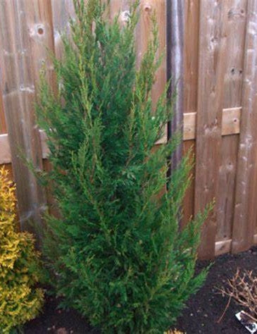 Leylandi ciprus (Cupressocyparis leylandii 'Green Rocket')