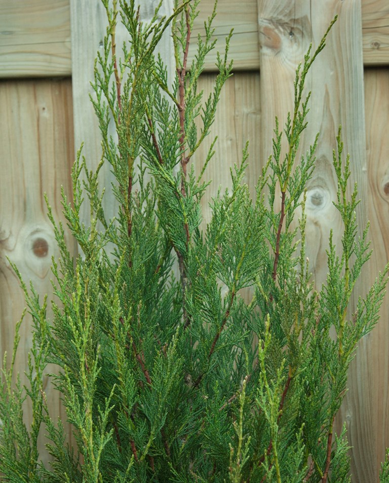 Leylandi ciprus (Cupressocyparis leylandii 'Green Rocket')