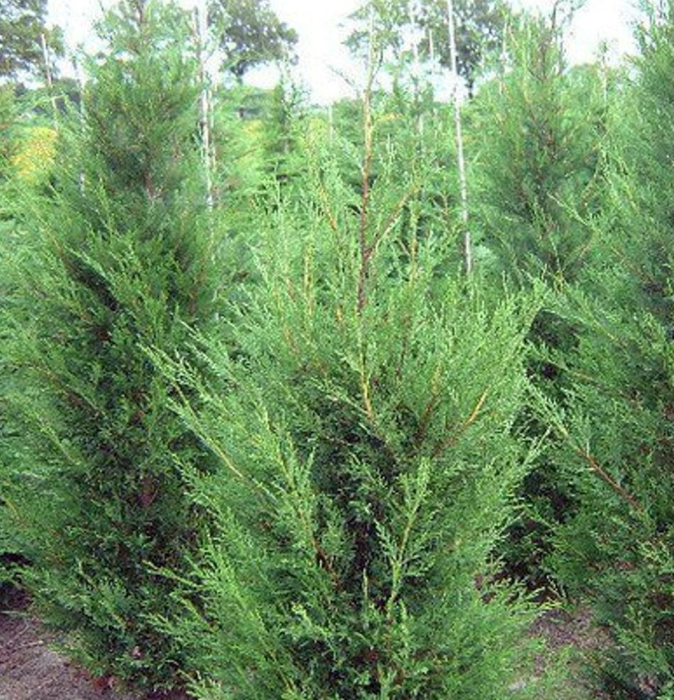 Leylandi ciprus (Cupressocyparis leylandii 'Green Rocket')