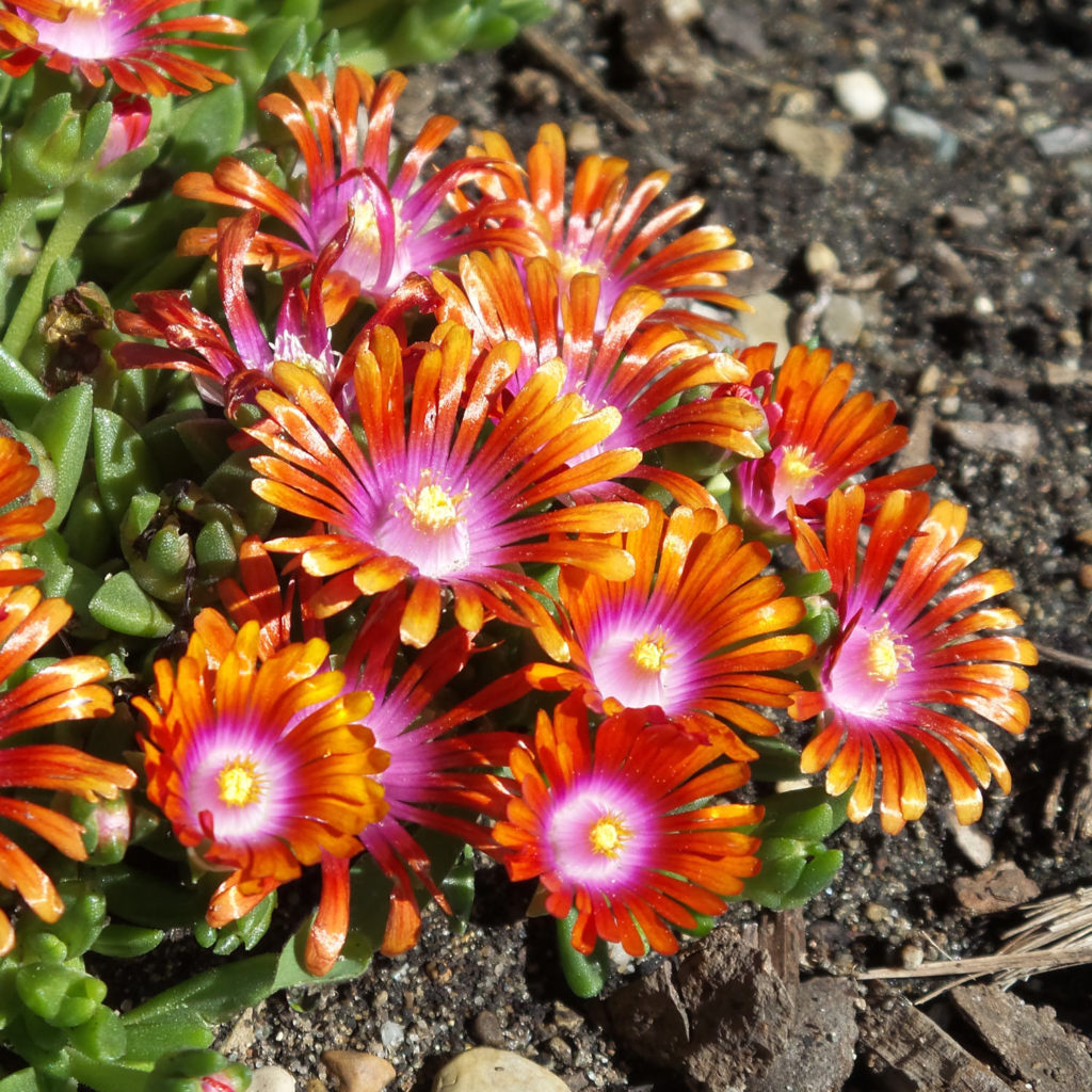 Délvirág, kristályvirág (Delosperma 'Fire Spinner')