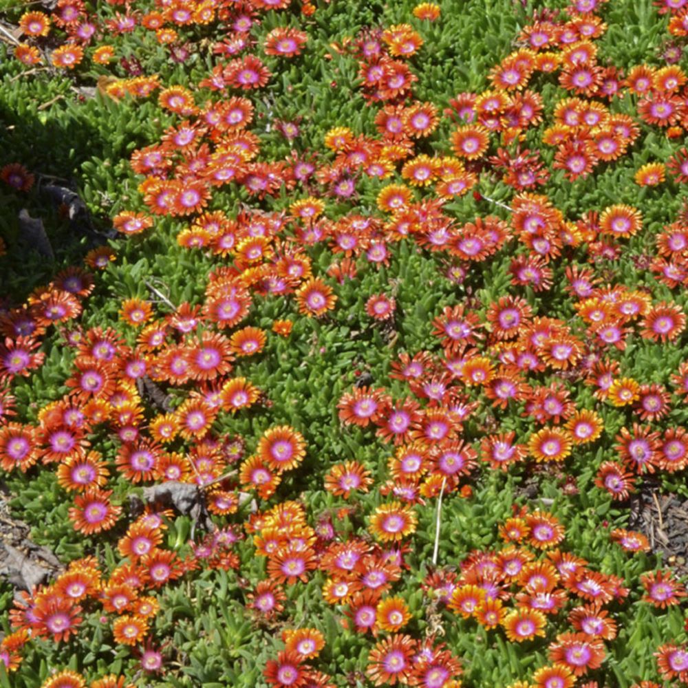 Délvirág, kristályvirág (Delosperma 'Fire Spinner')