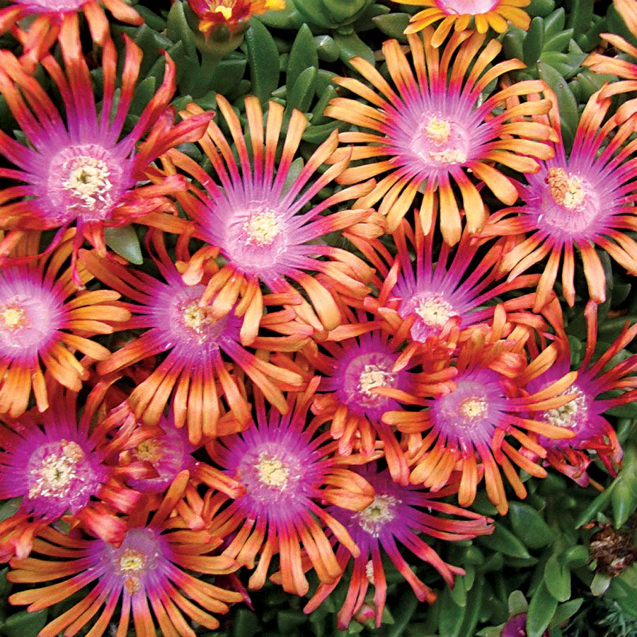 Délvirág, kristályvirág (Delosperma 'Fire Spinner')