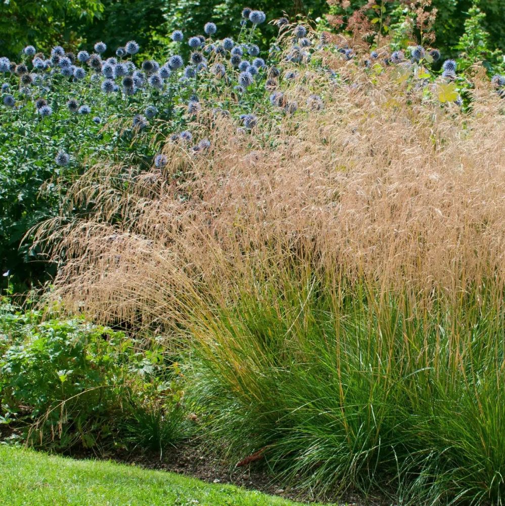 Gyepes sédbúza (Deschampsia cespitosa 'Palava')