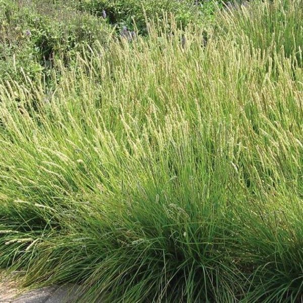 Gyepes sédbúza (Deschampsia cespitosa 'Palava')