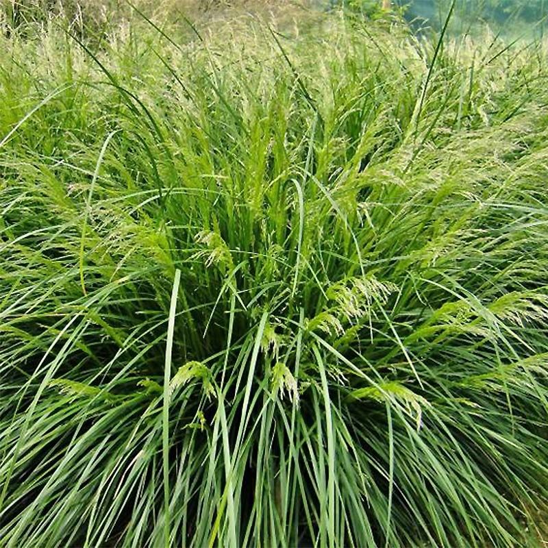 Gyepes sédbúza (Deschampsia cespitosa 'Palava')