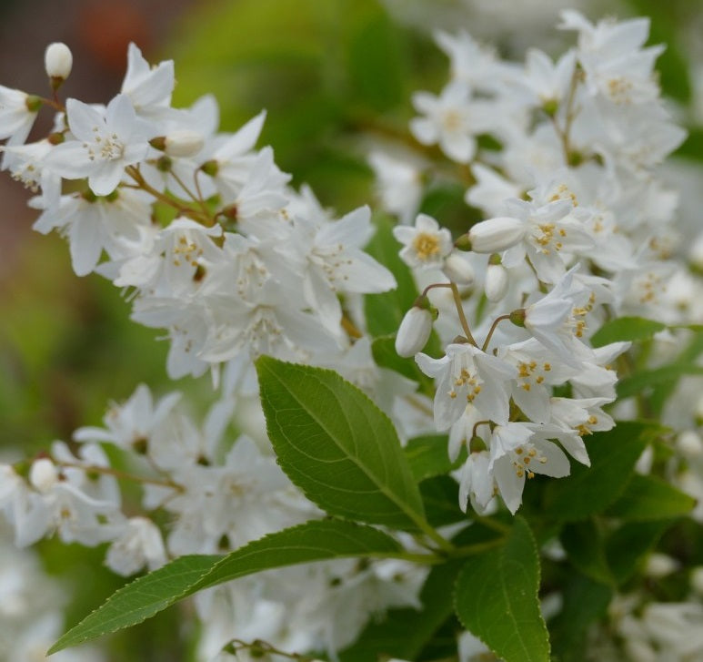 Karcsú gyöngyvirágcserje (Deutzia gracilis 'Nikko')