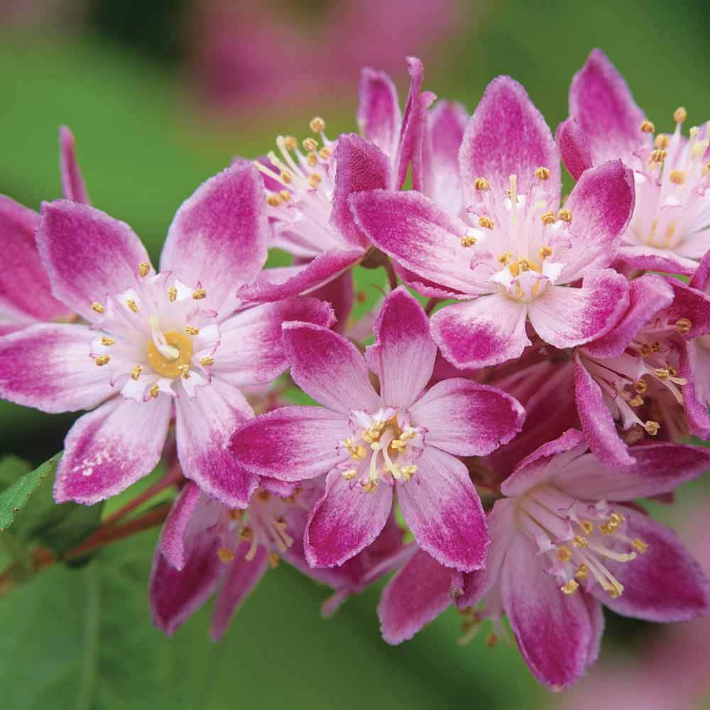 Gyöngyvirágcserje (Deutzia x hybrida 'Strawberry Fields')