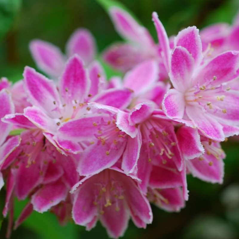 Gyöngyvirágcserje (Deutzia x hybrida 'Strawberry Fields')