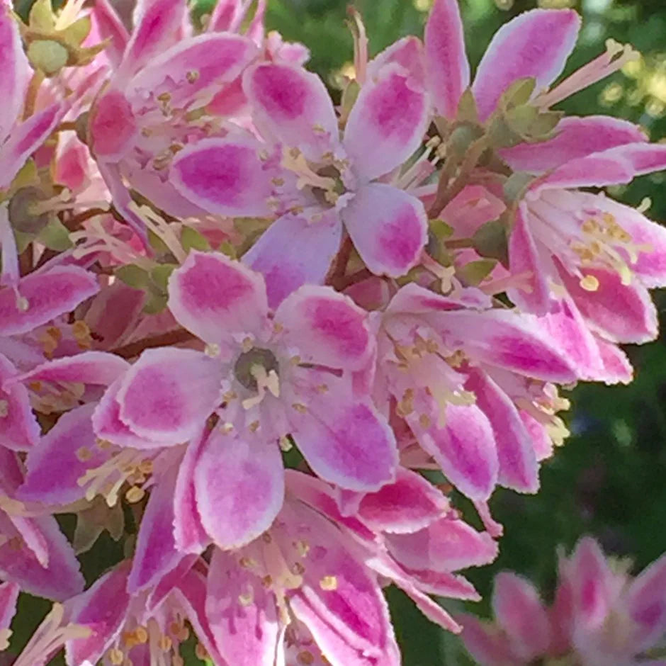 Gyöngyvirágcserje (Deutzia x hybrida 'Strawberry Fields')