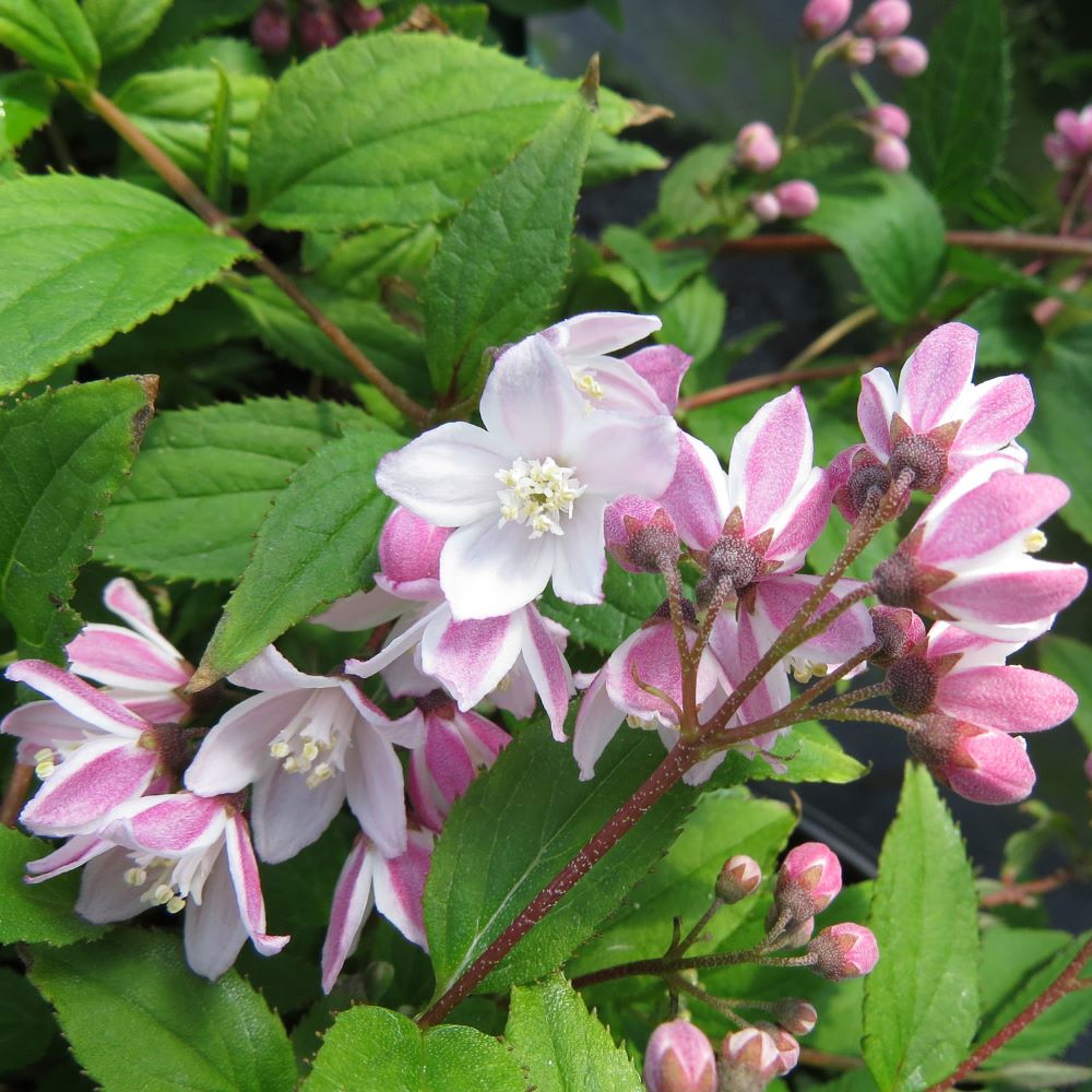 Gyöngyvirágcserje (Deutzia 'Yuki Cherry Blossom')