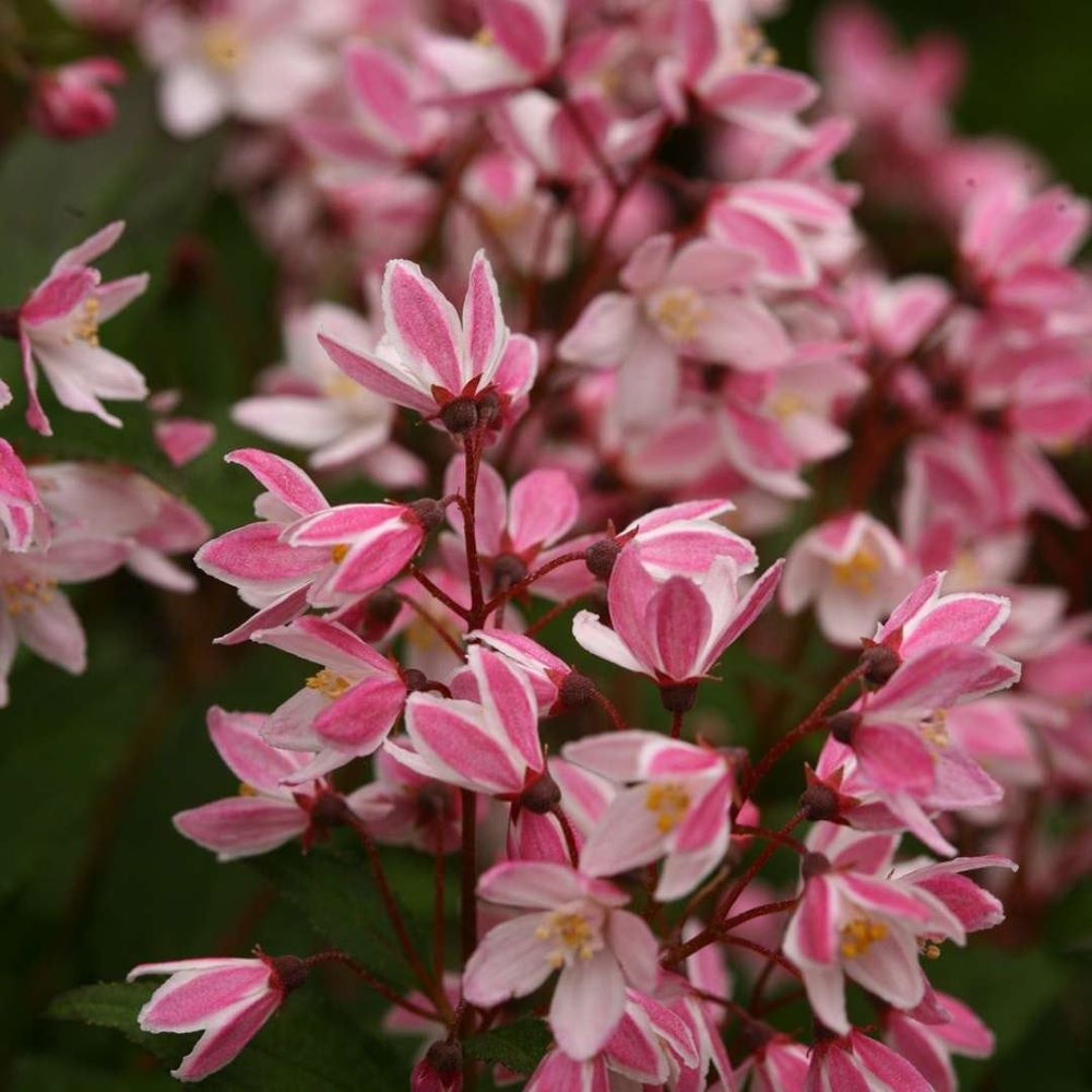 Gyöngyvirágcserje (Deutzia 'Yuki Cherry Blossom')