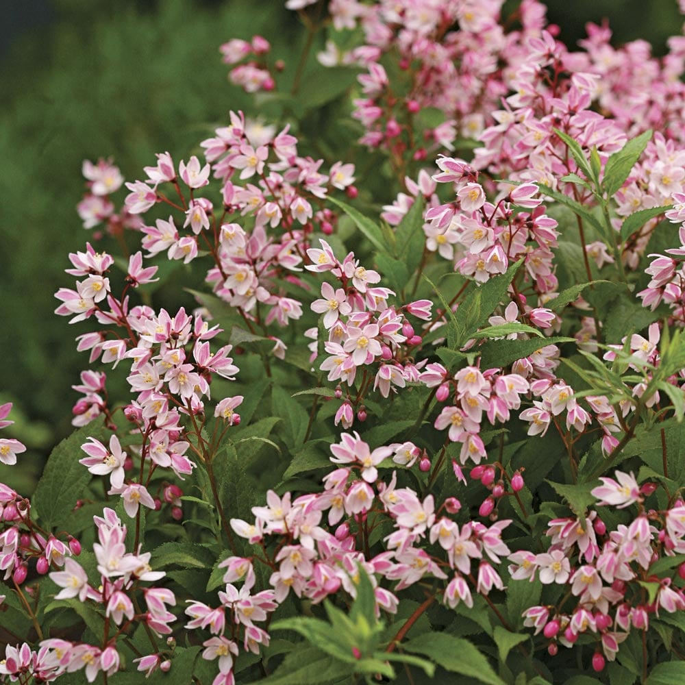 Gyöngyvirágcserje (Deutzia 'Yuki Cherry Blossom')