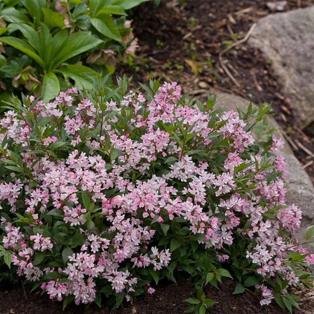 Gyöngyvirágcserje (Deutzia 'Yuki Cherry Blossom')