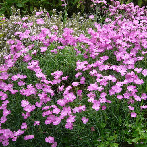 Pünkösdi szegfű (Dianthus gratianopolitanus 'Eydangeri')